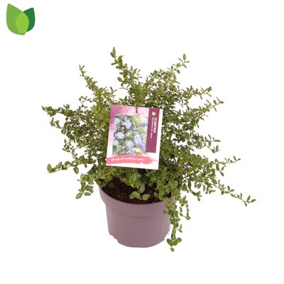 Ceanothus thyrsiflorus repens, pot 22 cm, h 25 cm