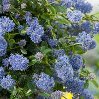 Ceanothus thyrsiflorus 'Repens, pot 23 cm, h 45 cm - afbeelding 3