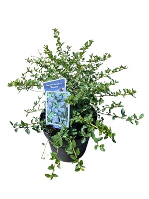 Ceanothus thyrsiflorus 'Repens, pot 23 cm, h 45 cm