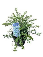 Ceanothus thyrsiflorus 'Repens, pot 23 cm, h 45 cm