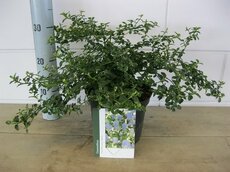 Ceanothus thyrsiflorus 'Repens, pot 23 cm, h 45 cm - afbeelding 3