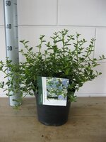 Ceanothus thyrsiflorus 'Repens, pot 23 cm, h 45 cm - afbeelding 2