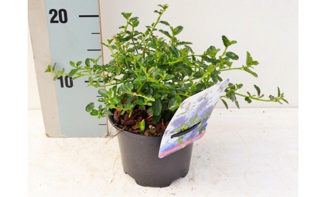 Ceanothus Thyrsiflorus Var Repens (Herfstsering), pot 17 cm, h 25 cm