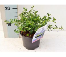 Ceanothus Thyrsiflorus Var Repens (Herfstsering), pot 17 cm, h 25 cm