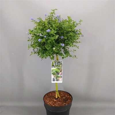 Ceanothus thyrsiflorus var. Repens, pot 26 cm, h 120 cm, stam