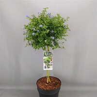 Ceanothus thyrsiflorus var. Repens, pot 26 cm, h 120 cm, stam
