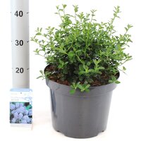 ceanothus thyrsiflorus var. repens, pot 26 cm, h 40 cm