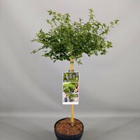 Ceanothus thyrsiflorus var. Repens, stam 60 cm - afbeelding 3