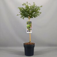 Ceanothus thyrsiflorus var. Repens, stam 60 cm - afbeelding 2