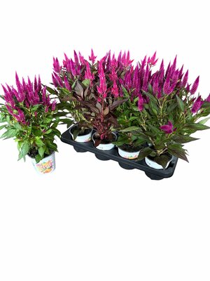 Celosia arg. PL 'Kelos Atomic mix, pot 12 cm, h 35 cm - afbeelding 1