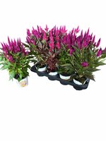 Celosia arg. PL 'Kelos Atomic mix, pot 12 cm, h 35 cm - afbeelding 1