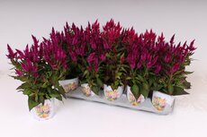 Celosia arg. PL 'Kelos Atomic mix, pot 12 cm, h 35 cm - afbeelding 2
