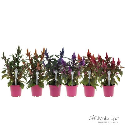 Celosia arg. PL, pot 10,5 cm, h 25 cm