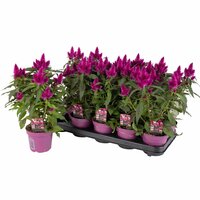 Celosia arg. SP 'Deep Purple, pot 12 cm, h 30 cm - afbeelding 2