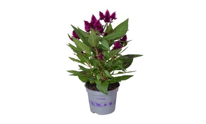 Celosia arg. SP 'Intenz Dk Purple (Hanekam), pot 12 cm, h 25 cm
