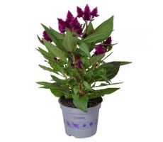 Celosia arg. SP 'Intenz Dk Purple (Hanekam), pot 12 cm, h 25 cm