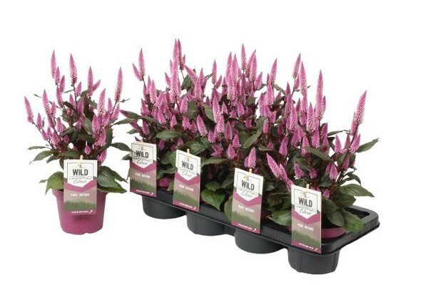 Celosia arg. SP 'Wild Pink, pot 19 cm, h 40 cm