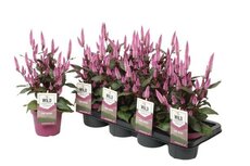 Celosia arg. SP 'Wild Pink, pot 19 cm, h 40 cm