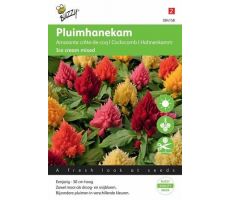 Celosia ice cream mixed 100zdn - afbeelding 1