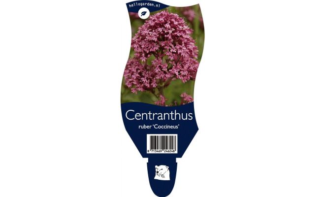 Centranthus ruber Coccineus P11