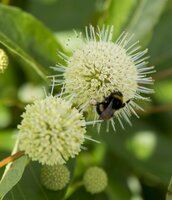 Cephalanthus 'Magical Moonlight' pot 19 cm, h 35 cm - afbeelding 2