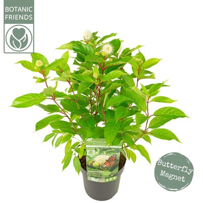 Cephalanthus 'Magical Moonlight' pot 19 cm, h 35 cm - afbeelding 1