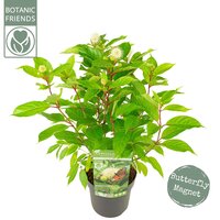 Cephalanthus 'Magical Moonlight' pot 19 cm, h 35 cm - afbeelding 1