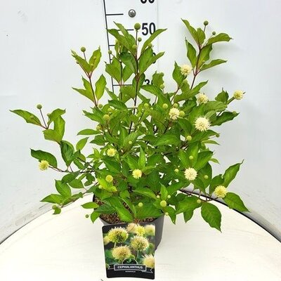 Cephalanthus occidentalis, pot 19 cm, h 35 cm