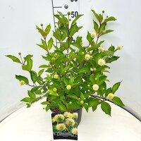 Cephalanthus occidentalis, pot 19 cm, h 35 cm