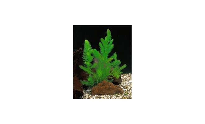 Ceratophyllum demersum Beker medium