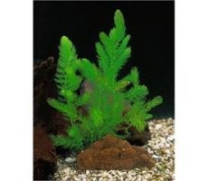 Ceratophyllum demersum Beker medium