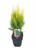 Chamaecyparis lawsoniana Ivonne, pot 17 cm, h 50 cm - afbeelding 1