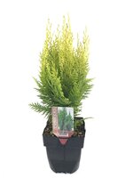 Chamaecyparis lawsoniana Ivonne, pot 17 cm, h 50 cm - afbeelding 2