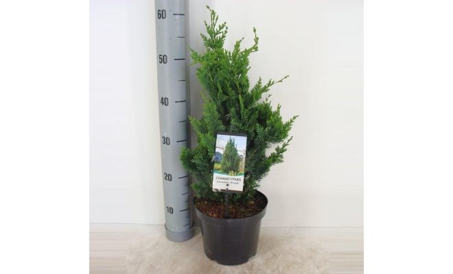 Chamaecyparis lawsoniana Wisselii, pot 17 cm, h 50 cm - afbeelding 1