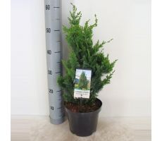 Chamaecyparis lawsoniana Wisselii, pot 17 cm, h 50 cm - afbeelding 1