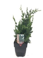 Chamaecyparis lawsoniana Wisselii, pot 17 cm, h 50 cm - afbeelding 2