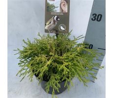 Chamaecyparis obtusa 'Kamarachiba' potmaat 17cm planthoogte 30cm - afbeelding 2