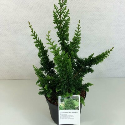 Chamaecyparis obtusa Teddy Bear, pot 30 cm, h 70 cm