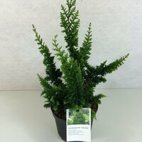 Chamaecyparis obtusa Teddy Bear, pot 30 cm, h 70 cm
