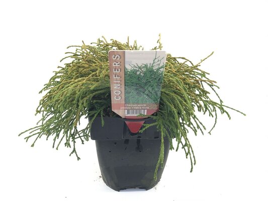 Chamaecyparis pisifera Filifera Nana, pot 17 cm, h 35 cm