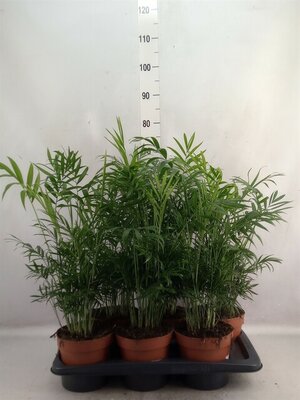 Chamaedorea elegans, pot 17 cm, h 50 cm