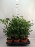 Chamaedorea elegans, pot 17 cm, h 50 cm