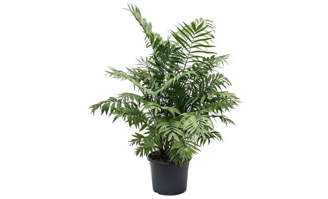 Chamaedorea Elegans (Bergpalm), pot 17 cm, h 55 cm