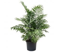 Chamaedorea Elegans (Bergpalm), pot 17 cm, h 55 cm