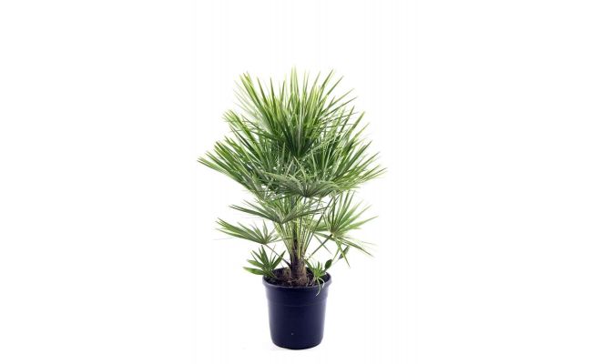 Europese palm,chamaerops humilis, h 110 cm