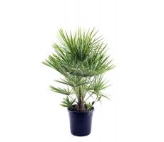 Europese palm,chamaerops humilis, h 110 cm