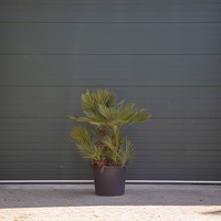 Chamaerops humilis, pot 60 cm, hoog 150 cm