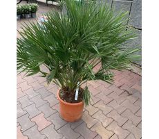 Europese palm,Chamaerops humilis potmaat 42cm planthoogte 160cm - afbeelding 2