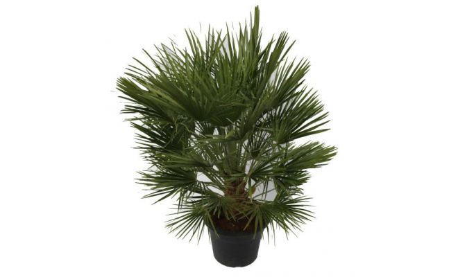 Europese palm,Chamaerops humilis potmaat 42cm planthoogte 160cm - afbeelding 1