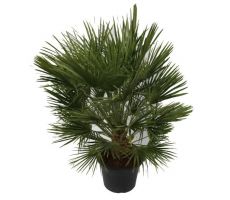 Europese palm,Chamaerops humilis potmaat 42cm planthoogte 160cm - afbeelding 1